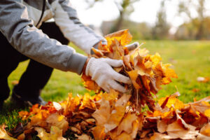 leaf removal service Moncton